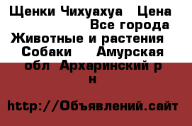 Щенки Чихуахуа › Цена ­ 12000-15000 - Все города Животные и растения » Собаки   . Амурская обл.,Архаринский р-н